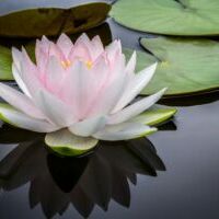 lily pad flower