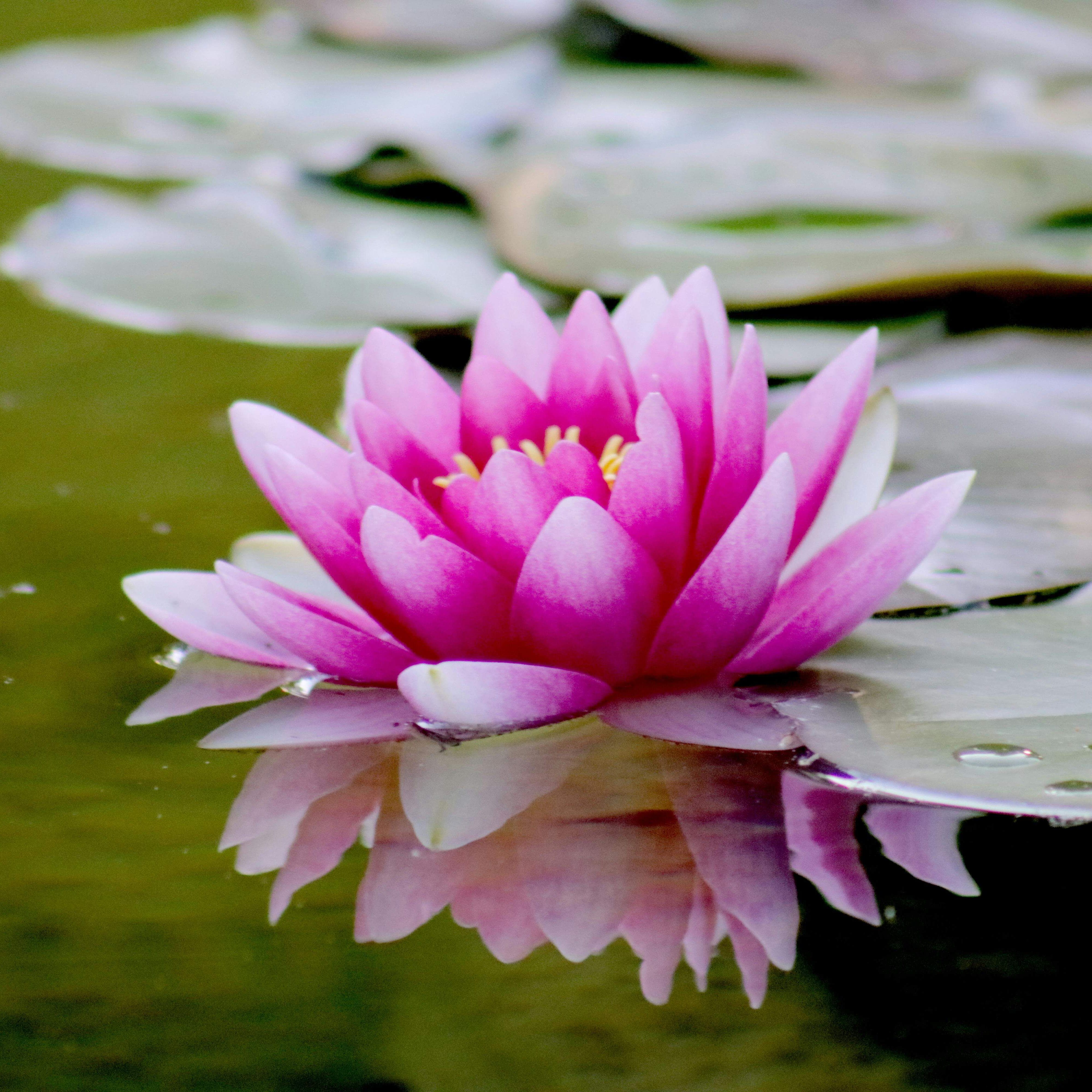 lily pad flower